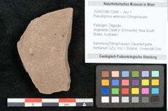 Foto (Objekt + Etikett) von Pseudopinus wilkinsoni Ettingshausen (NHMW-GEO-2024-0188-10348)